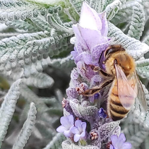 Discover Australia's diverse pollinators